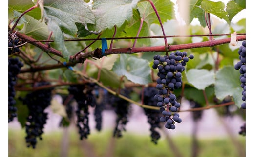 ＼先行予約／ 赤ワイン 辛口 12本 セット 紫あ波せ ワイン (しあわせワイン) ぶどう 自園自醸 ワイン紫波 (AL098)