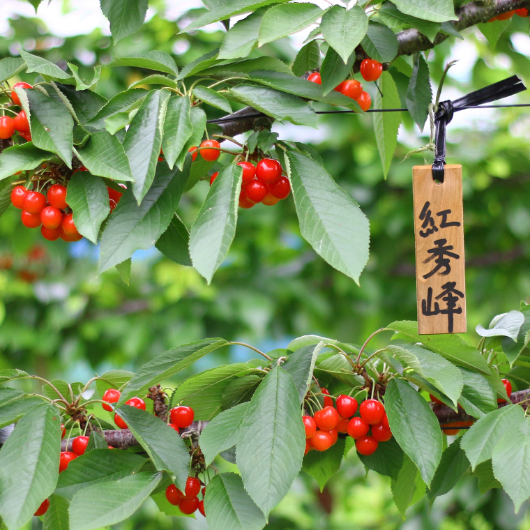 さくらんぼ【数量限定・先行予約】＼品種おまかせ／さくらんぼ食べくらべセット (佐藤錦or紅秀峰1パック + 農家さんおまかせ1パック) 合計2パック 約700g (EM001)