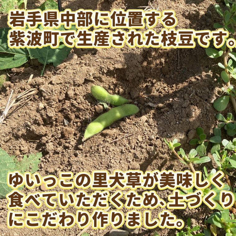 採れたて枝豆 1kg (250g×4袋) 2026年産 新鮮 産地直送 朝採り 朝採れ 野菜 えだまめ 小分け 250g 4袋 1kg 岩手県 紫波町 (DI008)