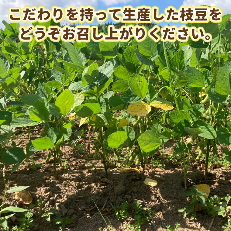 採れたて枝豆 1kg (250g×4袋) 2026年産 新鮮 産地直送 朝採り 朝採れ 野菜 えだまめ 小分け 250g 4袋 1kg 岩手県 紫波町 (DI008)