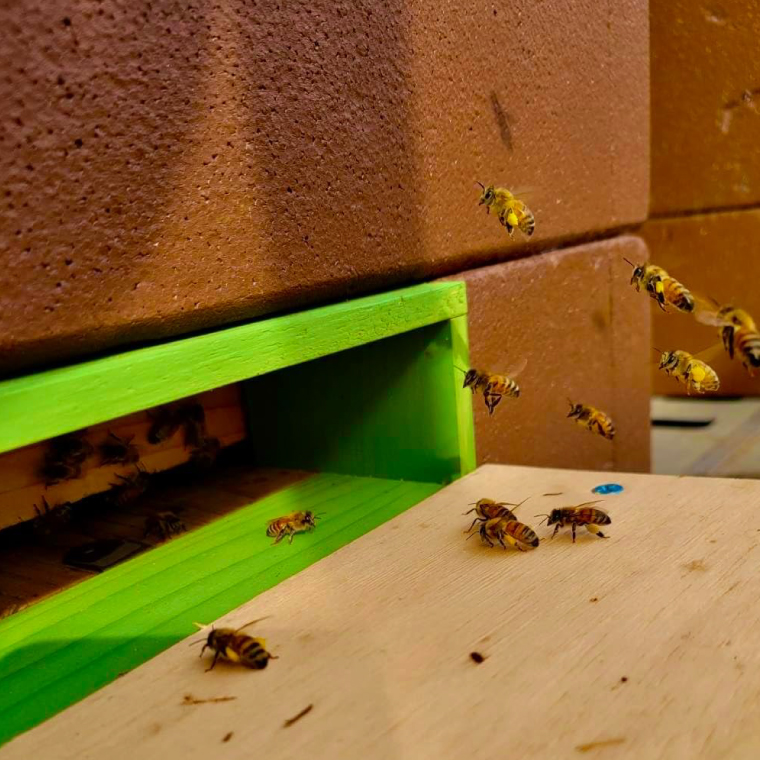 邏皮イ九ッ縺。縺ソ縺、 300gテ2譛ャシ医い繧ォ繧キ繧「繝サ逋セ闃ア陷懶シ (ES001)