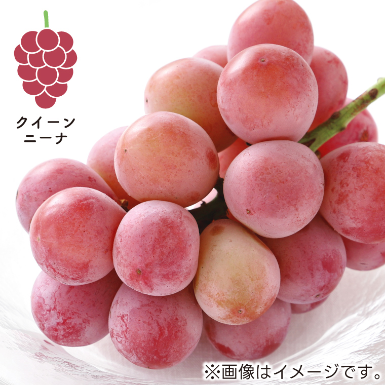 【先行予約】ぶどう 2種 食べ比べ セット 約1kg (各1房) (AR033) シャインマスカット クイーンニーナ 2026年産 希少品種 数量限定 岩手県 紫波町産 産地直送 フルーツ 葡萄 ブドウ 高品質 完熟 甘い 新鮮