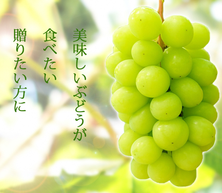 ãå
è¡äºçŽãã¶ã©ã 2çš® é£ã¹æ¯ã¹ ã»ãã çŽ1kg (å1æ¿) (AR033) ã·ã£ã€ã³ãã¹ã«ãã ã¯ã€ãŒã³ããŒã 2026å¹Žç£ åžå°åçš® æ°ééå® å²©æç 玫波çºç£ ç£å°çŽé ãã«ãŒã è¡è ãã㊠é«å質 å®ç çã æ°é®®