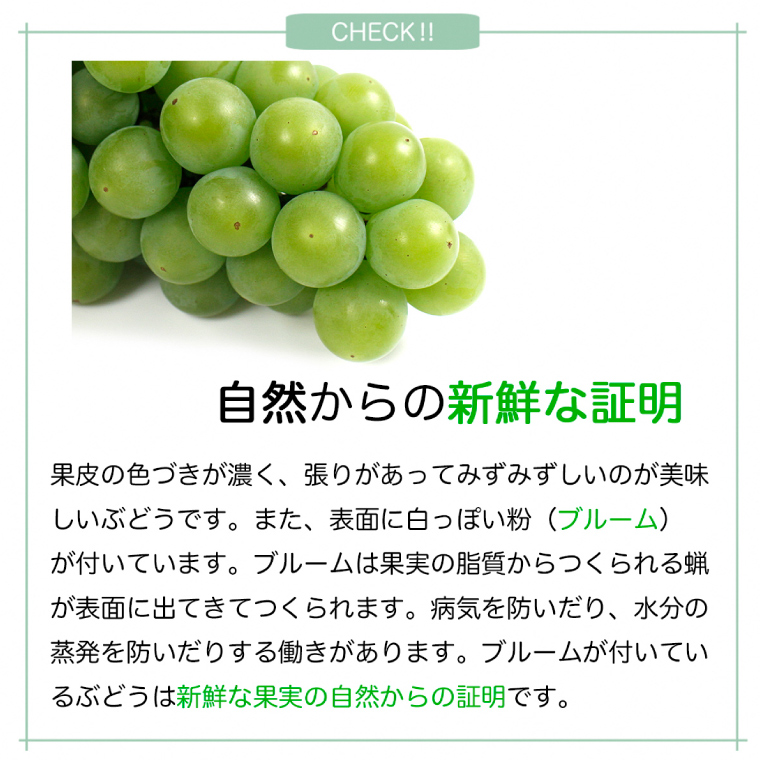 【先行予約】ぶどう 2種 食べ比べ セット 約1kg (各1房) (AR033) シャインマスカット クイーンニーナ 2026年産 希少品種 数量限定 岩手県 紫波町産 産地直送 フルーツ 葡萄 ブドウ 高品質 完熟 甘い 新鮮
