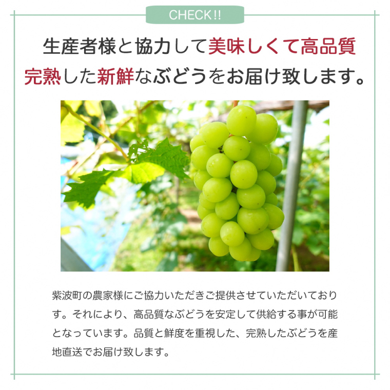 【先行予約】ぶどう 2種 食べ比べ セット 約1kg (各1房) (AR033) シャインマスカット クイーンニーナ 2026年産 希少品種 数量限定 岩手県 紫波町産 産地直送 フルーツ 葡萄 ブドウ 高品質 完熟 甘い 新鮮
