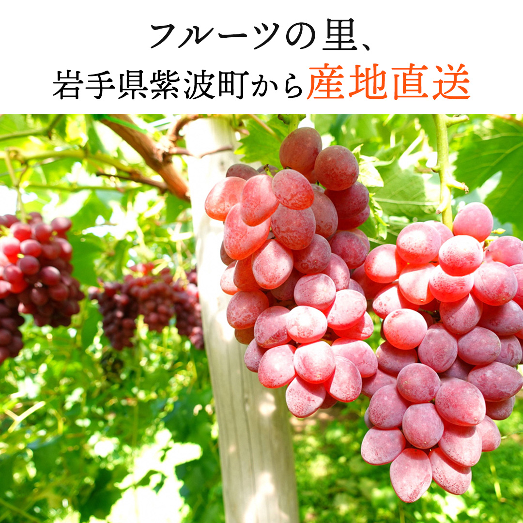 【先行予約】サニールージュ 約1kg ( 2房 ) (AR031) 2026年産 ぶどう 希少品種 8月下旬発送 岩手県 紫波町産 産地直送 フルーツ ギフト 贈答用 数量限定 完熟 甘い 葡萄 ブドウ
