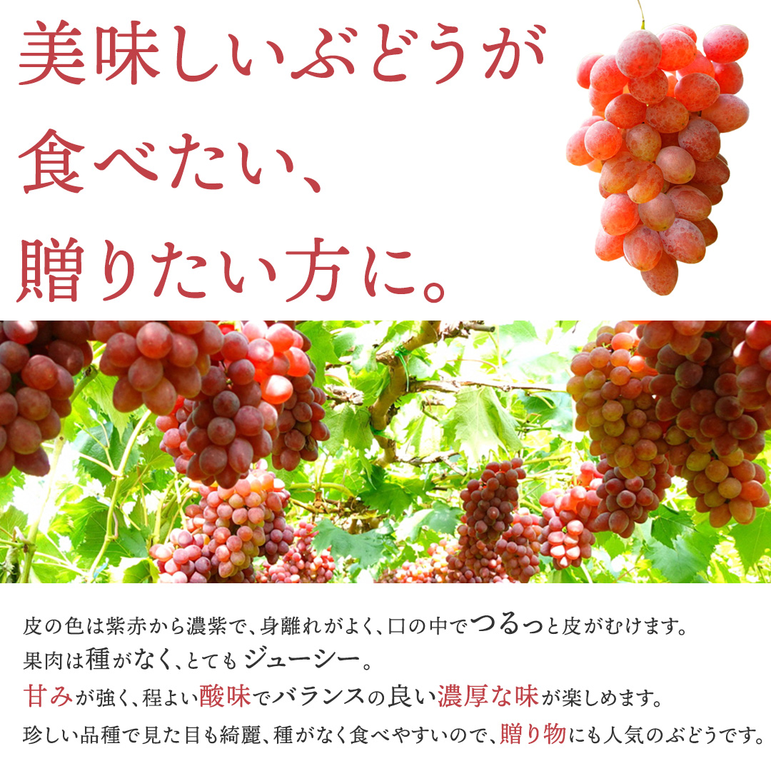 【先行予約】サニールージュ 約1kg ( 2房 ) (AR031) 2026年産 ぶどう 希少品種 8月下旬発送 岩手県 紫波町産 産地直送 フルーツ ギフト 贈答用 数量限定 完熟 甘い 葡萄 ブドウ