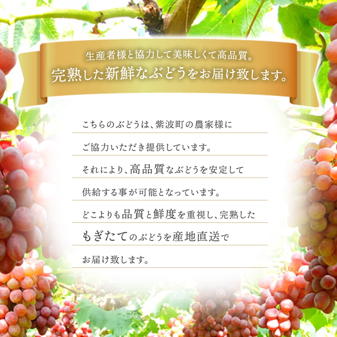【先行予約】サニールージュ 約1kg ( 2房 ) (AR031) 2026年産 ぶどう 希少品種 8月下旬発送 岩手県 紫波町産 産地直送 フルーツ ギフト 贈答用 数量限定 完熟 甘い 葡萄 ブドウ
