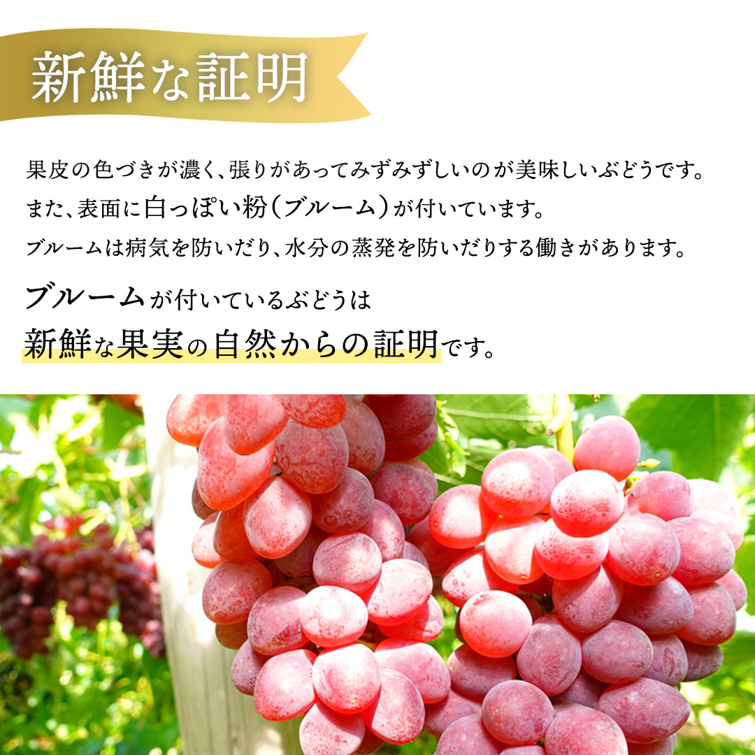 【先行予約】サニールージュ 約1kg ( 2房 ) (AR031) 2026年産 ぶどう 希少品種 8月下旬発送 岩手県 紫波町産 産地直送 フルーツ ギフト 贈答用 数量限定 完熟 甘い 葡萄 ブドウ