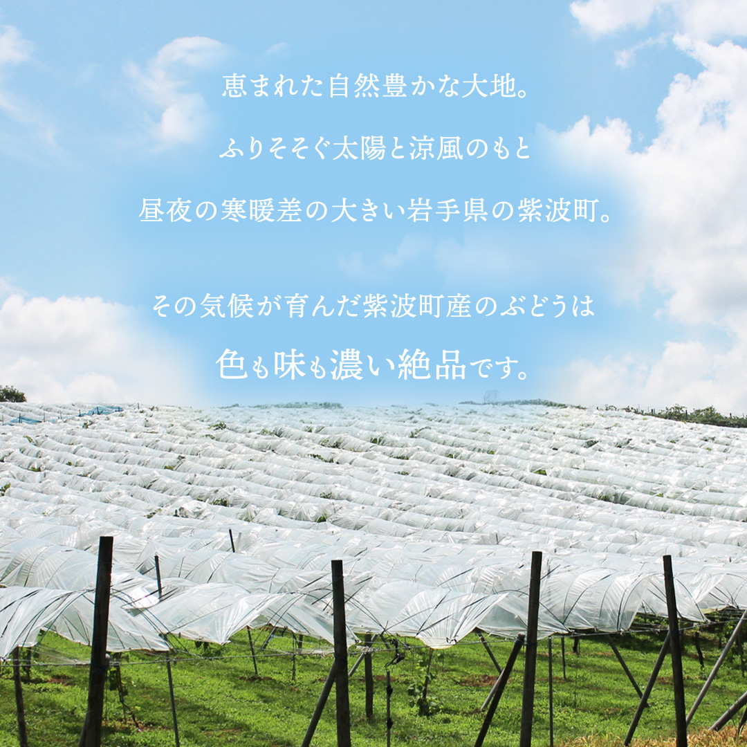 【先行予約】サニールージュ 約1kg ( 2房 ) (AR031) 2026年産 ぶどう 希少品種 8月下旬発送 岩手県 紫波町産 産地直送 フルーツ ギフト 贈答用 数量限定 完熟 甘い 葡萄 ブドウ