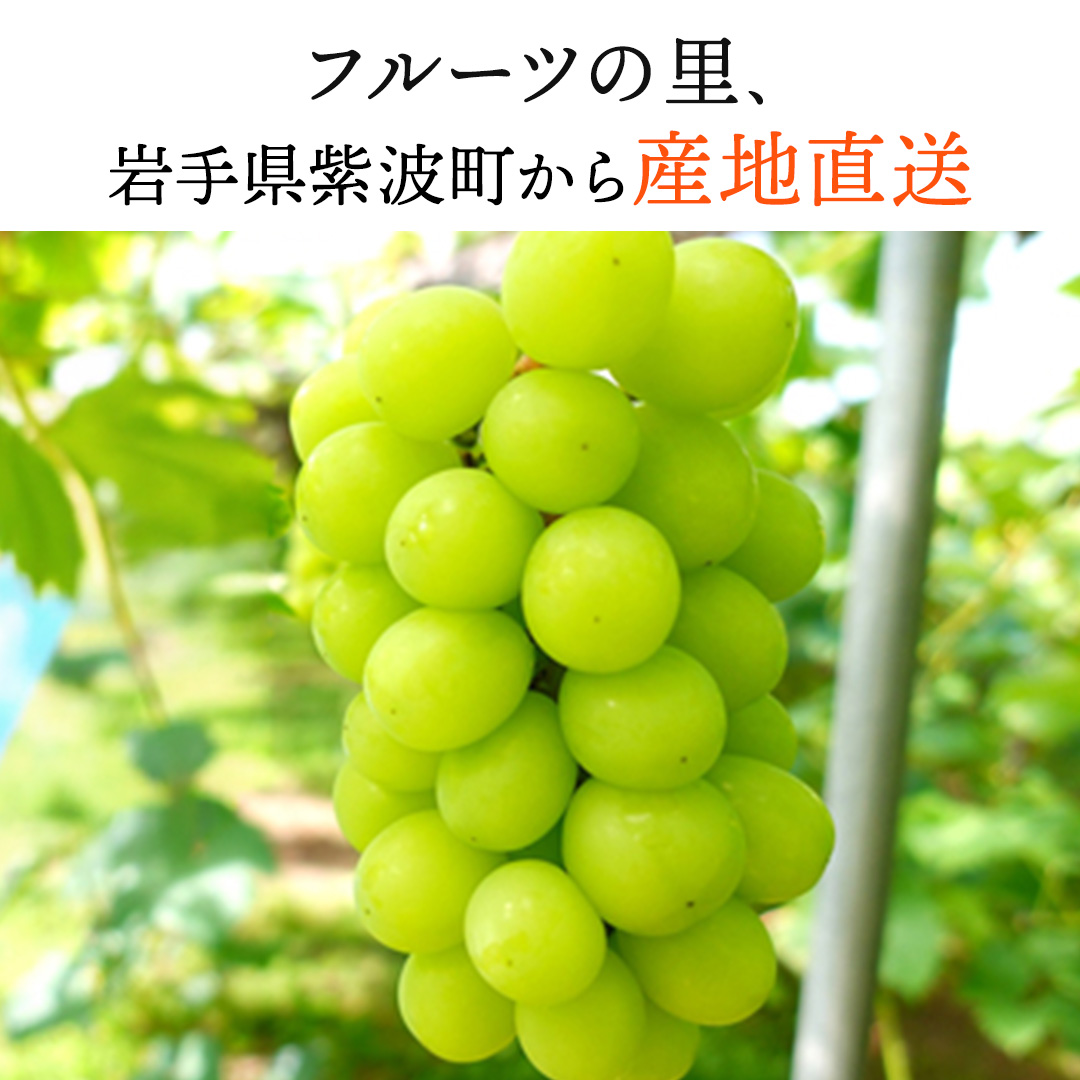 【先行予約】シャインマスカット 約1kg (AR032) 9月下旬発送開始 紫波町産 贈答品 ギフト フルーツ 果物 葡萄 ブドウ ぶどう 2房 高品質 完熟 甘い 新鮮 