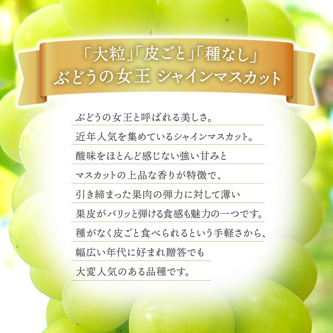 【先行予約】シャインマスカット 約1kg (AR032) 9月下旬発送開始 紫波町産 贈答品 ギフト フルーツ 果物 葡萄 ブドウ ぶどう 2房 高品質 完熟 甘い 新鮮 