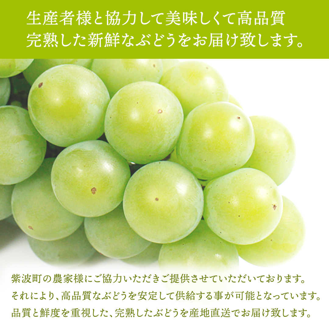 【先行予約】シャインマスカット 約1kg (AR032) 9月下旬発送開始 紫波町産 贈答品 ギフト フルーツ 果物 葡萄 ブドウ ぶどう 2房 高品質 完熟 甘い 新鮮 