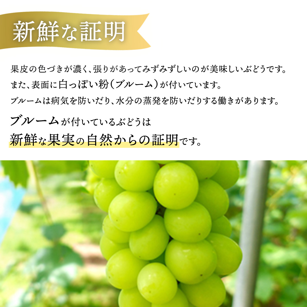 【先行予約】シャインマスカット 約1kg (AR032) 9月下旬発送開始 紫波町産 贈答品 ギフト フルーツ 果物 葡萄 ブドウ ぶどう 2房 高品質 完熟 甘い 新鮮 