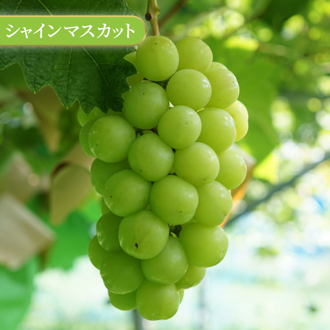 ＼訳あり ご家庭用／シャインマスカット (3～4房) ＆ 種なし 大粒ぶどう (1房) 合計 4～5房入 ブドウ 葡萄 フルーツ 果物 旬 わけあり 先行予約 食べ比べ(DM006)