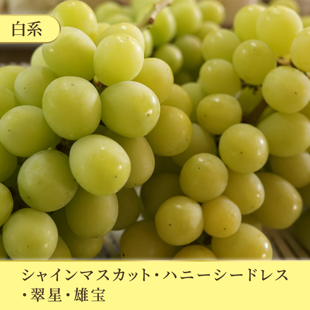 ＼訳あり ご家庭用／シャインマスカット (3～4房) ＆ 種なし 大粒ぶどう (1房) 合計 4～5房入 ブドウ 葡萄 フルーツ 果物 旬 わけあり 先行予約 食べ比べ(DM006)