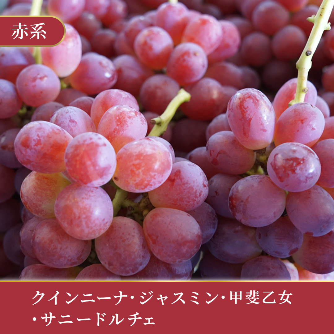 ＼訳あり ご家庭用／シャインマスカット (3～4房) ＆ 種なし 大粒ぶどう (1房) 合計 4～5房入 ブドウ 葡萄 フルーツ 果物 旬 わけあり 先行予約 食べ比べ(DM006)