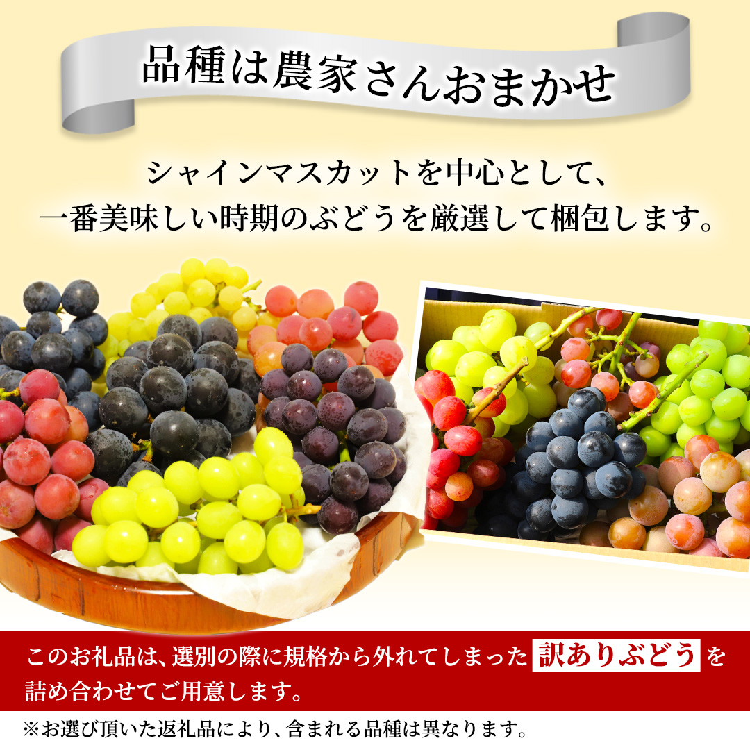 ＼訳あり ご家庭用／シャインマスカット (3～4房) ＆ 種なし 大粒ぶどう (1房) 合計 4～5房入 ブドウ 葡萄 フルーツ 果物 旬 わけあり 先行予約 食べ比べ(DM006)