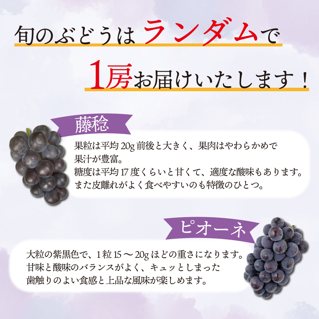 ぶどう食べ比べ 2房（約1kg）旬のぶどう＆シャインマスカット 【2026年9月下旬発送開始】 葡萄 ブドウ セット アソート シャインマスカット 安芸クイーン クイーンニーナ ロザリオロッソ ピオーネ 高妻 藤稔 採れたて 大粒 生産農家直送 農家直送 数量限定 果物 フルーツ 岩手県 (DH005)