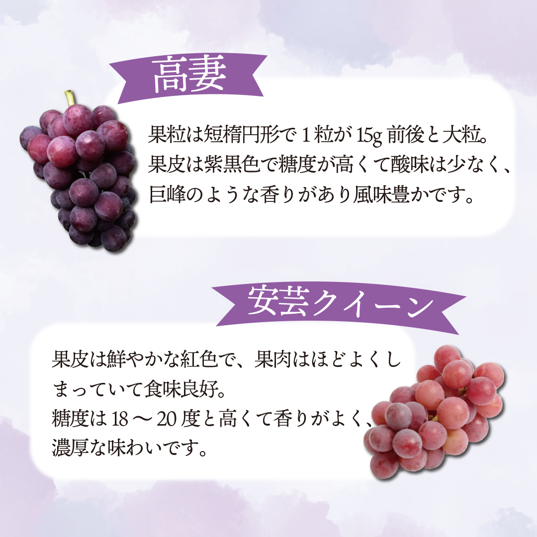 ぶどう食べ比べ 2房（約1kg）旬のぶどう＆シャインマスカット 【2026年9月下旬発送開始】 葡萄 ブドウ セット アソート シャインマスカット 安芸クイーン クイーンニーナ ロザリオロッソ ピオーネ 高妻 藤稔 採れたて 大粒 生産農家直送 農家直送 数量限定 果物 フルーツ 岩手県 (DH005)