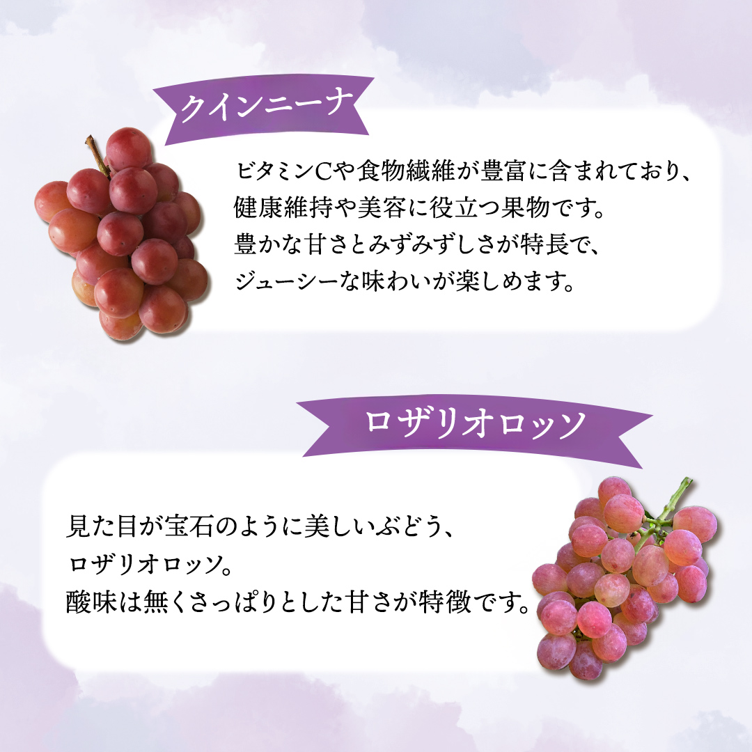 ぶどう食べ比べ 2房（約1kg）旬のぶどう＆シャインマスカット 【2026年9月下旬発送開始】 葡萄 ブドウ セット アソート シャインマスカット 安芸クイーン クイーンニーナ ロザリオロッソ ピオーネ 高妻 藤稔 採れたて 大粒 生産農家直送 農家直送 数量限定 果物 フルーツ 岩手県 (DH005)