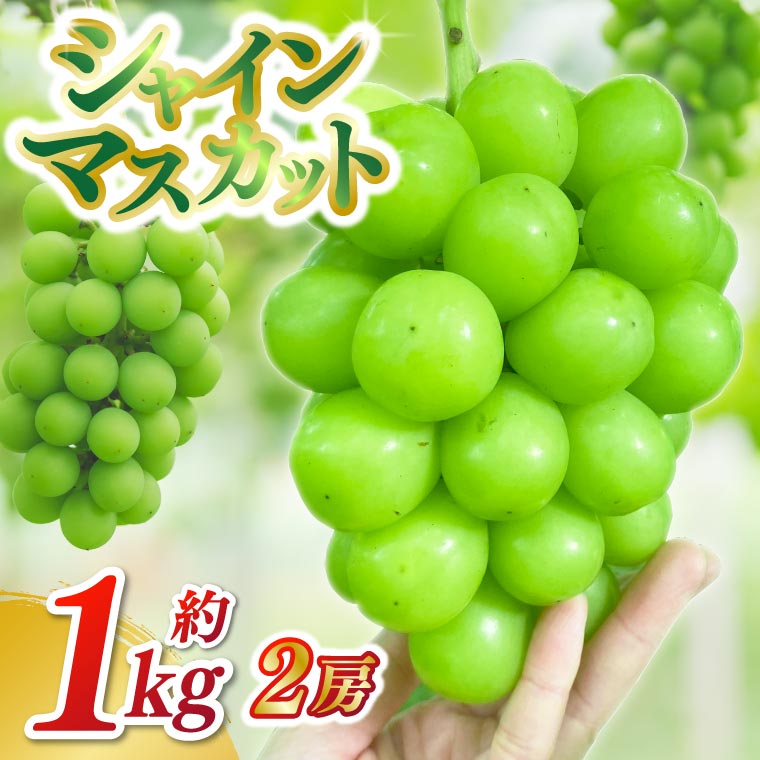 シャインマスカット 2房（約1kg）【2026年9月下旬発送開始】 糖度20度前後 数量限定 ぶどう 葡萄 ブドウ 大粒 採れたて 生産農家直送 農家直送 紫波町 フルーツ 果物 岩手県 (DH006)