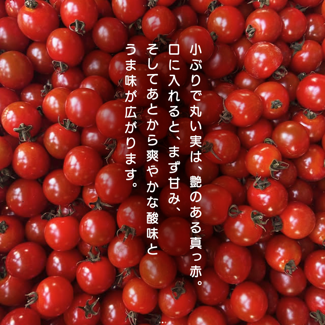 ミニトマト ネネ 1kg とまと トマト ミニ 野菜 フルーツ 1kg 新鮮 夏野菜 産地直送 岩手県 (FF002)