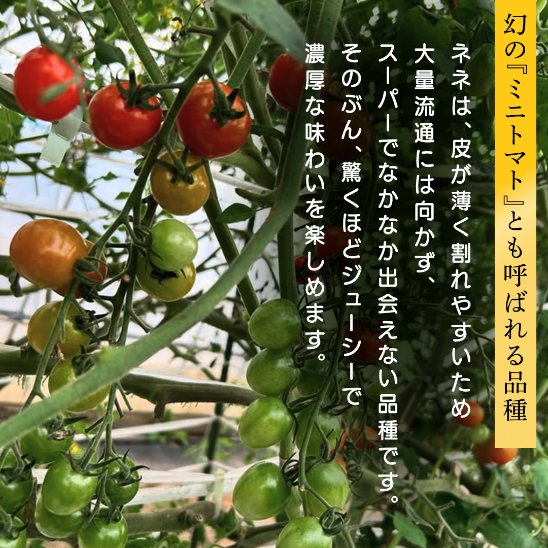 ミニトマト ネネ 1kg とまと トマト ミニ 野菜 フルーツ 1kg 新鮮 夏野菜 産地直送 岩手県 (FF002)