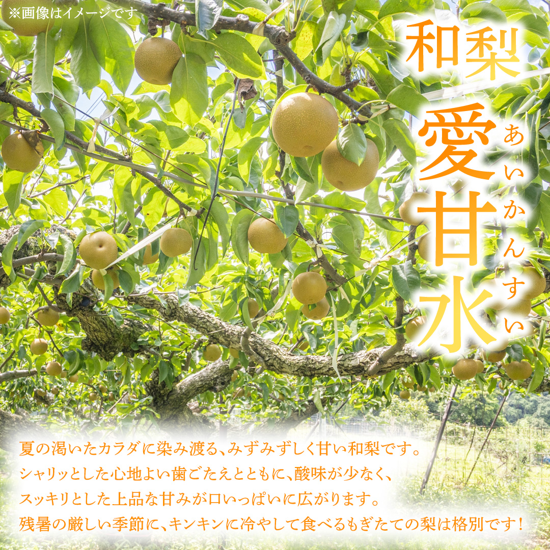フルーツ 定期便【年2回】計 5kg（各約2.5kg） 梨 りんご 和梨 サンふじ シナノゴールド 愛甘水 林檎 リンゴ サンフジ フルーツ なし 果物 くだもの 食べ比べ 定期便 フルーツ定期便 季節 詰め合わせ セット 果物定期便 先行予約 数量限定 2026 令和8年産 農家直送 産地直送 2回定期 デザート 旬 季節の果物 ふるさと納税 2.5kg 岩手県 紫波町 岩手 あいかんすい ナシ (FB001)