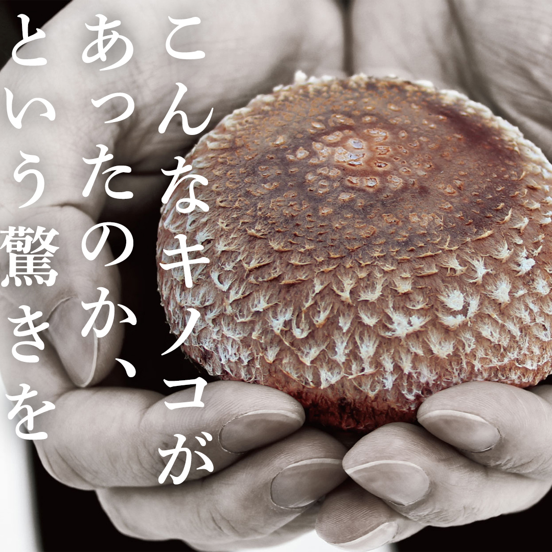 【 訳あり/不揃い 】禅丸椎茸 1kg (250g×4パック) 【岩手県紫波町産】 椎茸 しいたけ 生しいたけ 不揃い 小分け ワケアリ 不揃い 家庭用 シイタケ きのこ キノコ 1kg 250g 生 国産 岩手県 紫波町 食材 (FG001)