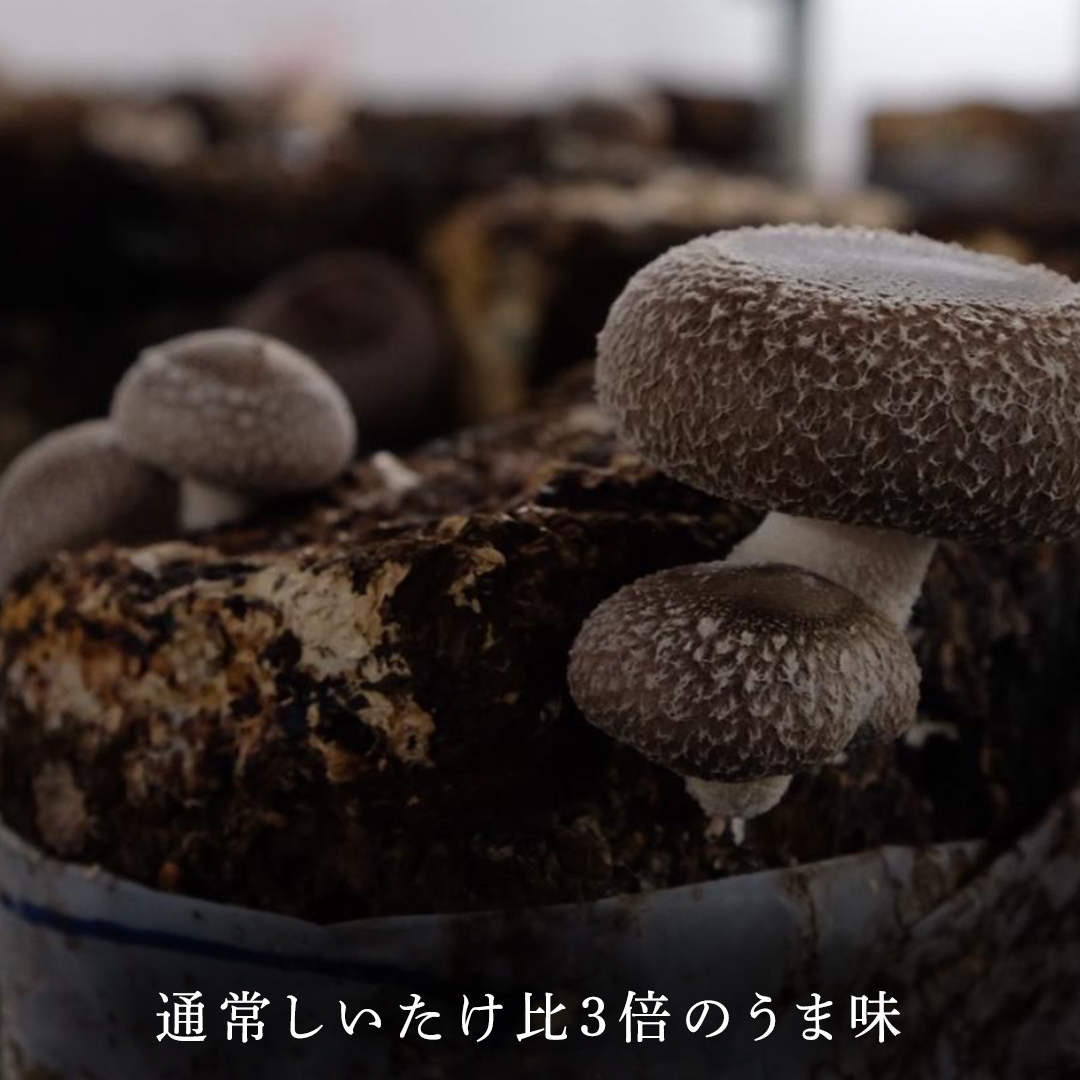 【 訳あり/不揃い 】禅丸椎茸 1kg (250g×4パック) 【岩手県紫波町産】 椎茸 しいたけ 生しいたけ 不揃い 小分け ワケアリ 不揃い 家庭用 シイタケ きのこ キノコ 1kg 250g 生 国産 岩手県 紫波町 食材 (FG001)