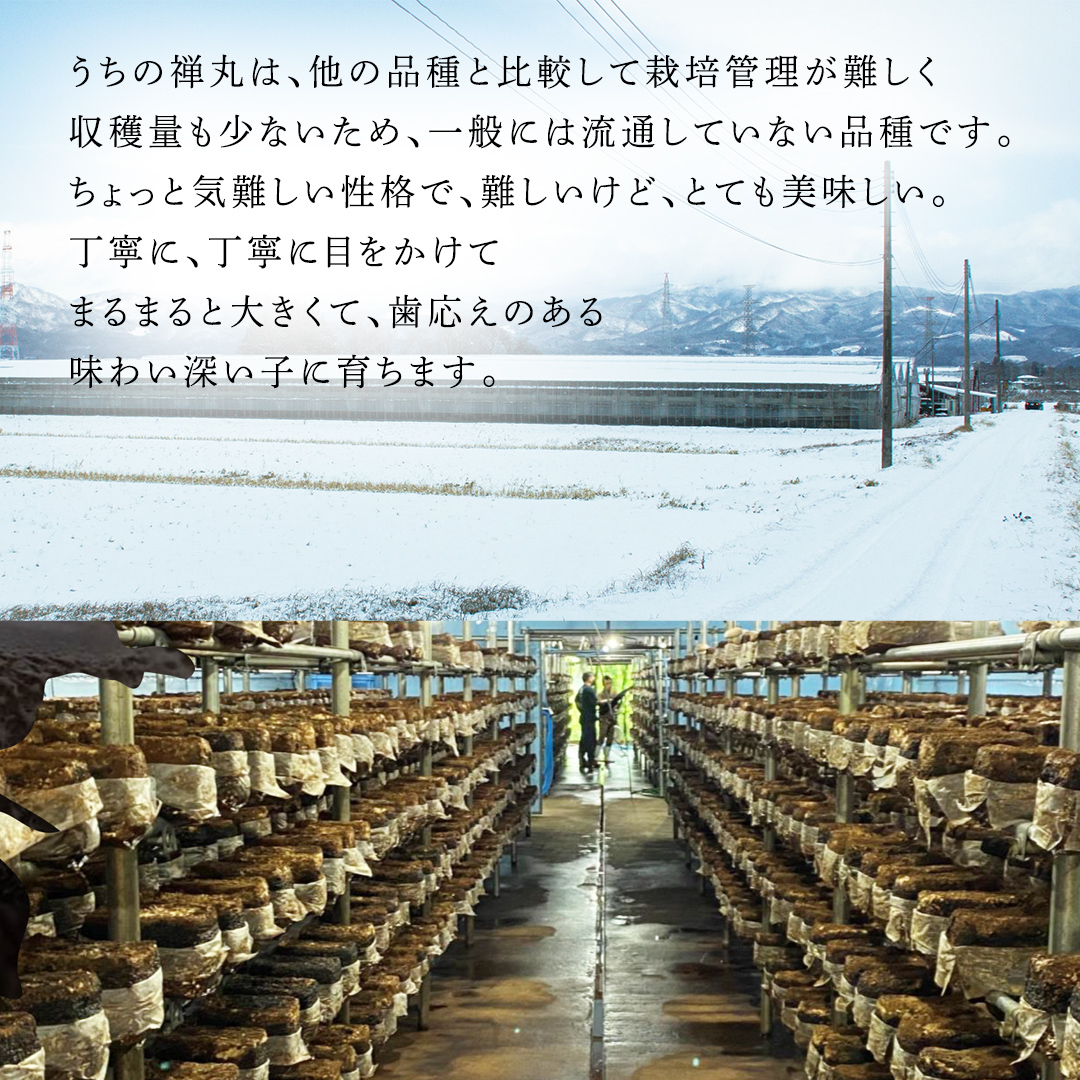 【 訳あり/不揃い 】禅丸椎茸 1kg (250g×4パック) 【岩手県紫波町産】 椎茸 しいたけ 生しいたけ 不揃い 小分け ワケアリ 不揃い 家庭用 シイタケ きのこ キノコ 1kg 250g 生 国産 岩手県 紫波町 食材 (FG001)