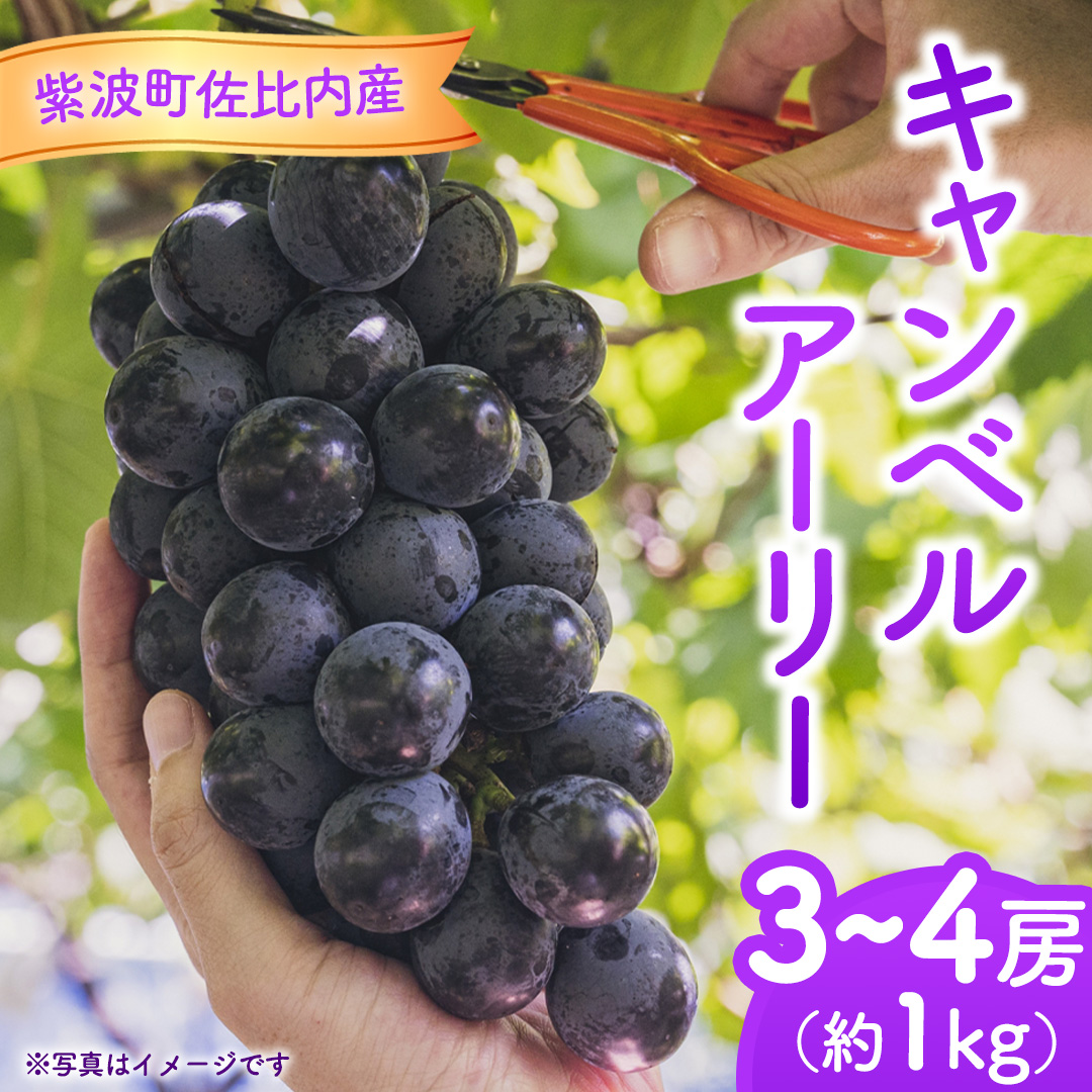 ぶどう キャンベルアーリー 1kg (3～4房)【紫波町佐比内産】 ぶどう 葡萄 ブドウ キャンベル 先行予約 フルーツ 果物 デザート 旬 くだもの 産地直送 2026年 生食 紫波町 佐比内 1kg ふるさと納税 (BC008)