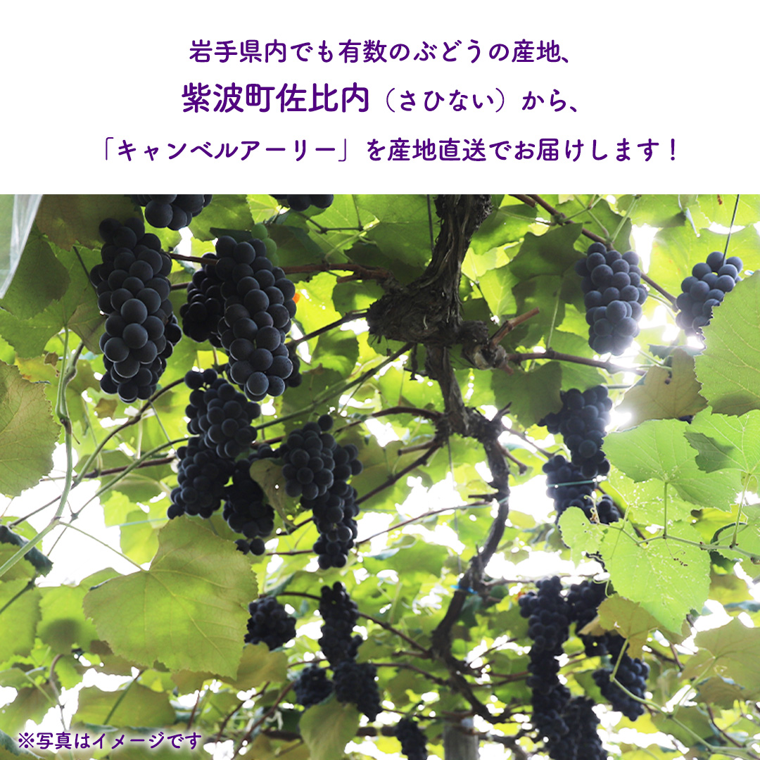ぶどう キャンベルアーリー 1kg (3～4房)【紫波町佐比内産】 ぶどう 葡萄 ブドウ キャンベル 先行予約 フルーツ 果物 デザート 旬 くだもの 産地直送 2026年 生食 紫波町 佐比内 1kg ふるさと納税 (BC008)