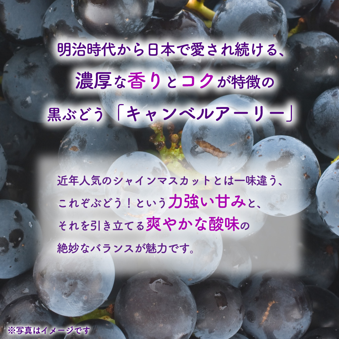 ぶどう キャンベルアーリー 1kg (3～4房)【紫波町佐比内産】 ぶどう 葡萄 ブドウ キャンベル 先行予約 フルーツ 果物 デザート 旬 くだもの 産地直送 2026年 生食 紫波町 佐比内 1kg ふるさと納税 (BC008)