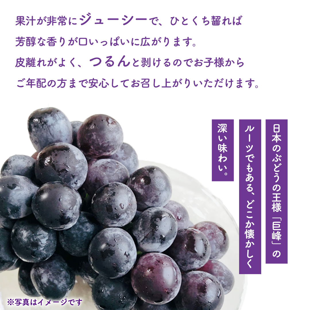ぶどう キャンベルアーリー 1kg (3～4房)【紫波町佐比内産】 ぶどう 葡萄 ブドウ キャンベル 先行予約 フルーツ 果物 デザート 旬 くだもの 産地直送 2026年 生食 紫波町 佐比内 1kg ふるさと納税 (BC008)
