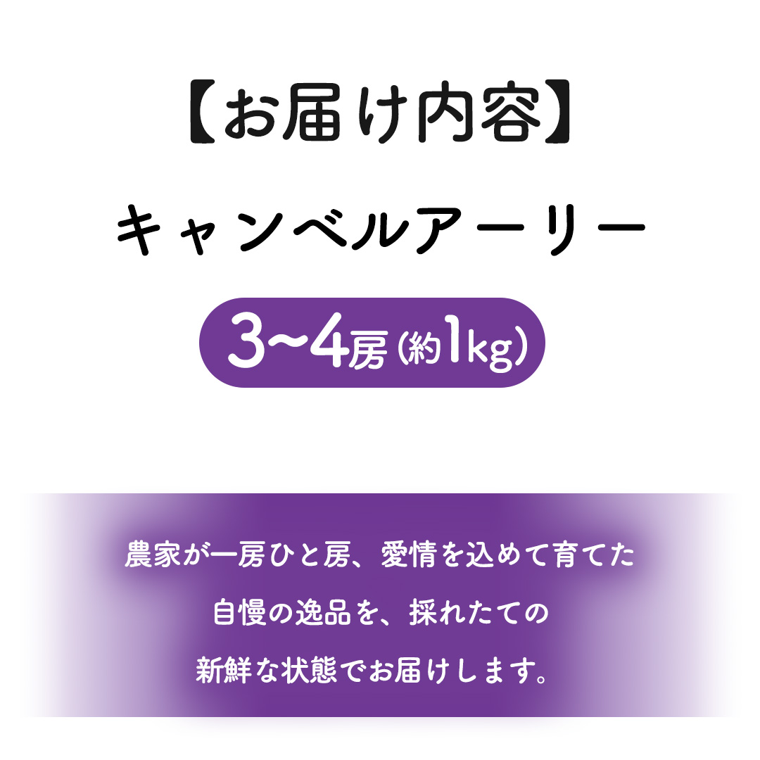 ぶどう キャンベルアーリー 1kg (3～4房)【紫波町佐比内産】 ぶどう 葡萄 ブドウ キャンベル 先行予約 フルーツ 果物 デザート 旬 くだもの 産地直送 2026年 生食 紫波町 佐比内 1kg ふるさと納税 (BC008)