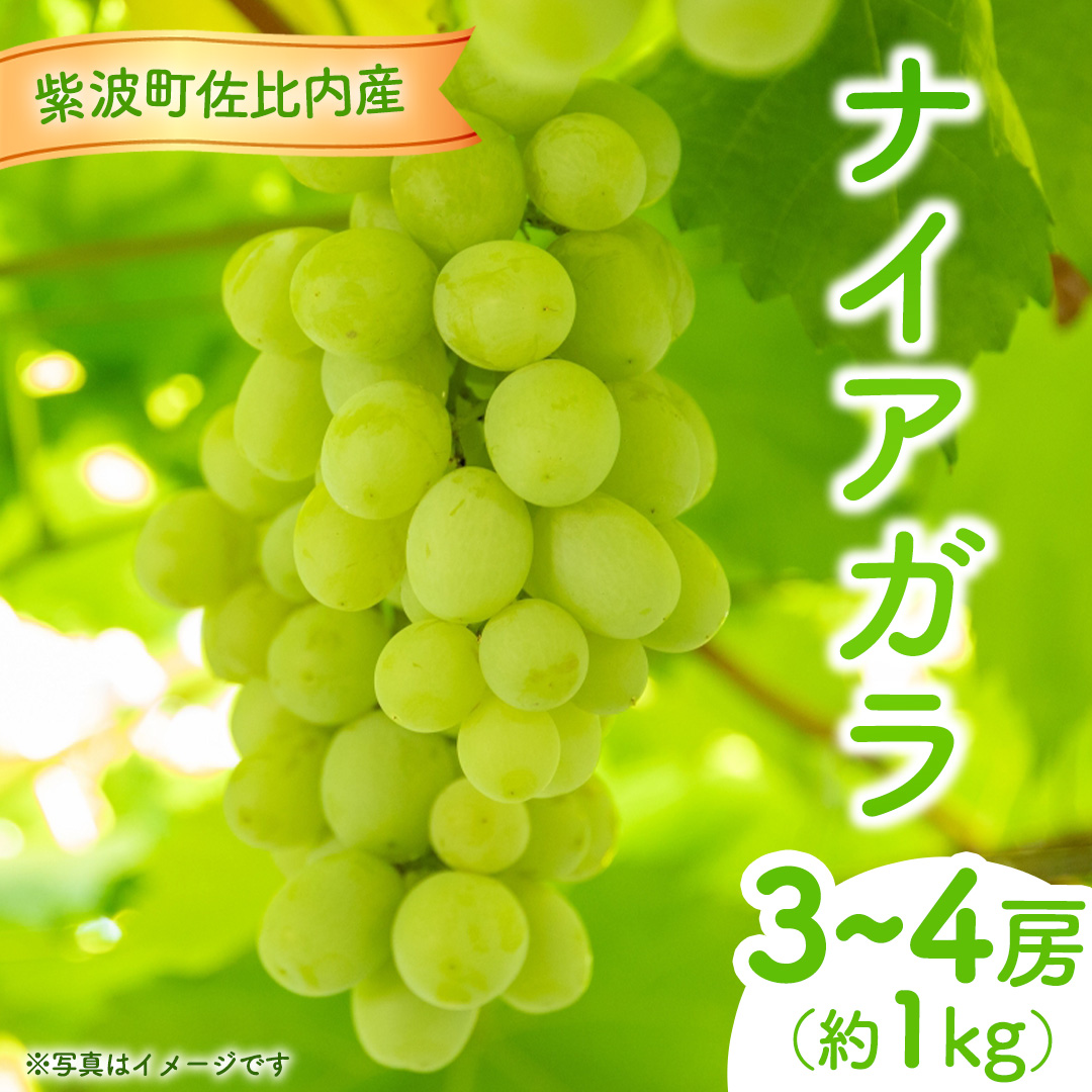 ぶどう ナイアガラ 1kg (3～4房)【紫波町佐比内産】 ぶどう 葡萄 ブドウ白 ナイアガラ 先行予約 フルーツ 果物 デザート 旬 くだもの 産地直送 2026年 生食 紫波町 佐比内 1kg ふるさと納税 (BC009)