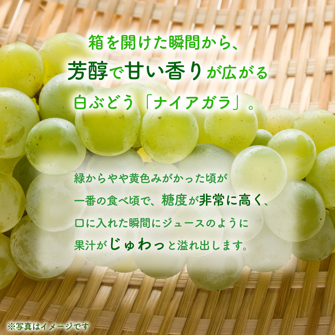 ぶどう ナイアガラ 1kg (3～4房)【紫波町佐比内産】 ぶどう 葡萄 ブドウ白 ナイアガラ 先行予約 フルーツ 果物 デザート 旬 くだもの 産地直送 2026年 生食 紫波町 佐比内 1kg ふるさと納税 (BC009)