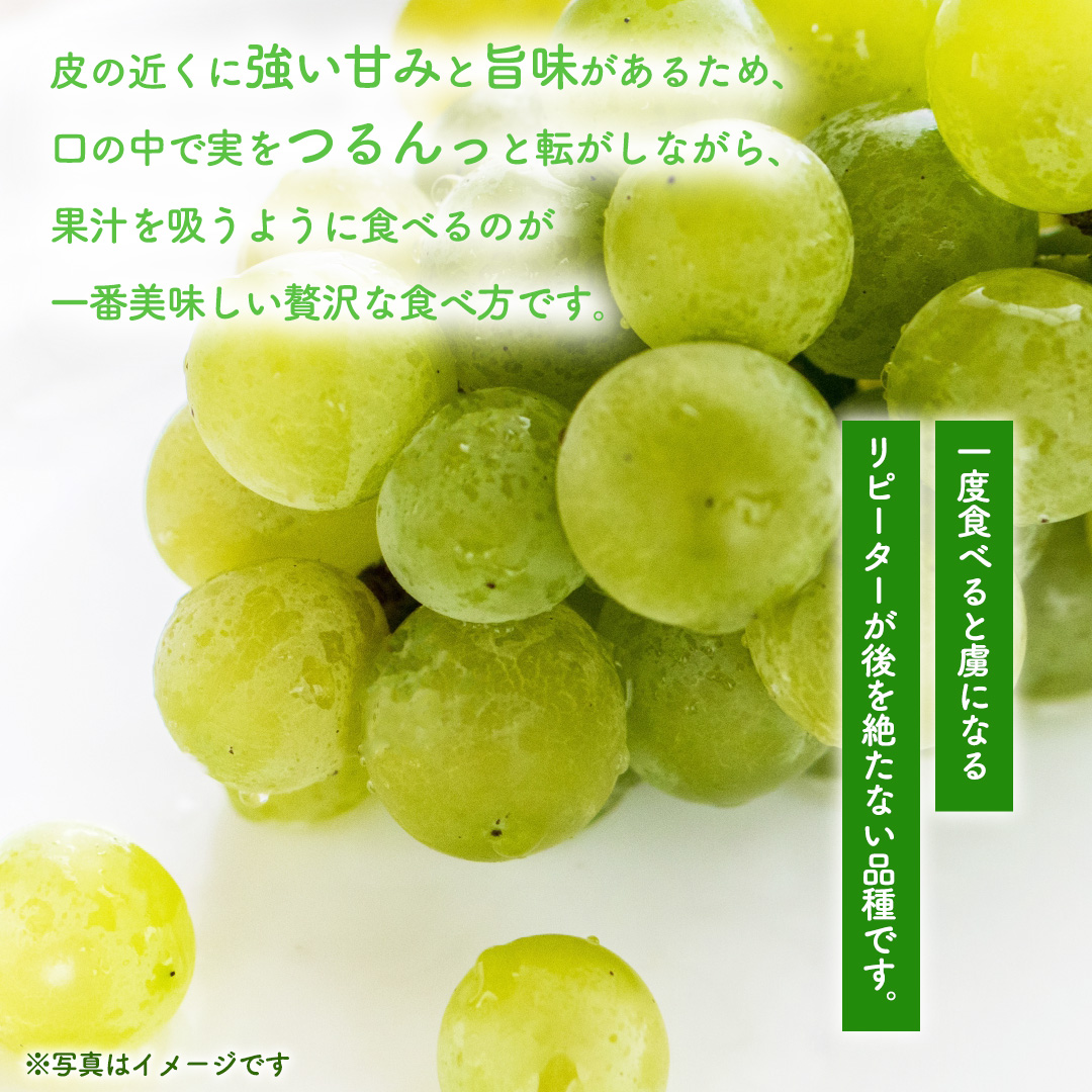 ぶどう ナイアガラ 1kg (3～4房)【紫波町佐比内産】 ぶどう 葡萄 ブドウ白 ナイアガラ 先行予約 フルーツ 果物 デザート 旬 くだもの 産地直送 2026年 生食 紫波町 佐比内 1kg ふるさと納税 (BC009)