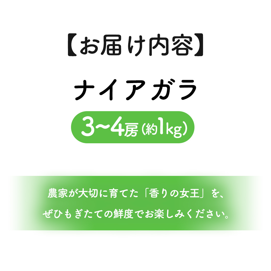 ぶどう ナイアガラ 1kg (3～4房)【紫波町佐比内産】 ぶどう 葡萄 ブドウ白 ナイアガラ 先行予約 フルーツ 果物 デザート 旬 くだもの 産地直送 2026年 生食 紫波町 佐比内 1kg ふるさと納税 (BC009)