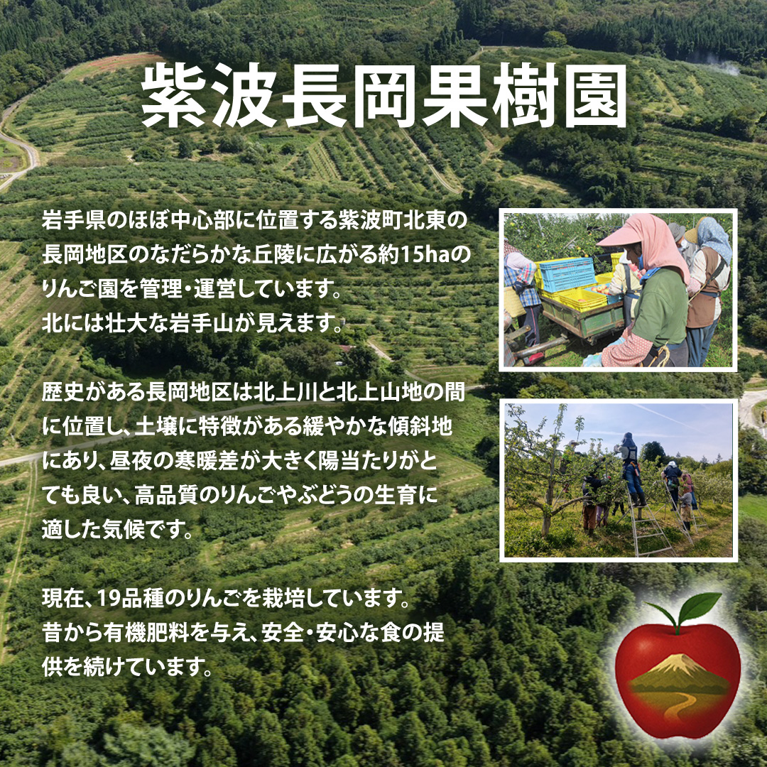 【先行予約】【ご家庭用】りんご はるか 約3kg (6～11玉) リンゴ 林檎 果物 フルーツ 岩手 詰め合わせ 詰合せ くだもの 旬 ワケアリ 訳あり 先行予約 特別栽培（FH003）