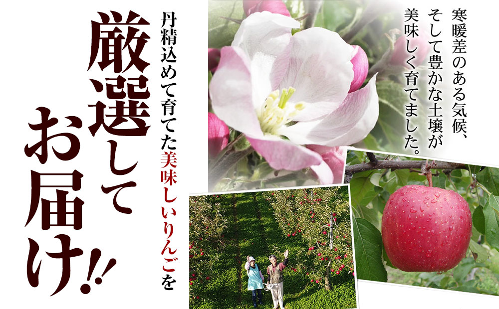 中野果樹園のサンふじ5kg（13〜16個入り）