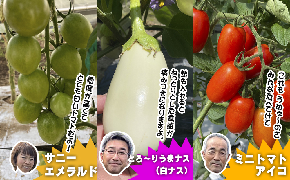 数量限定　矢巾町産　夏野菜セット【10種】8月発送