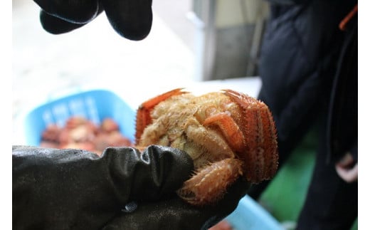 【訳あり】【令和9年発送】三陸産！活毛ガニ 1kg (2杯)【08】【2027年2月～4月発送】【配送日指定不可】