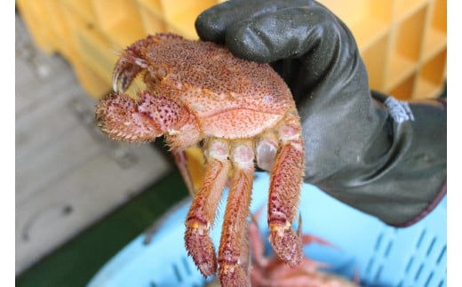 ãèš³ãããã什å8幎çºéãäžéžç£ïŒæŽ»æ¯ã¬ã 5kgã2026幎2æ~4æçºéããé
鿥æå®äžå¯ã