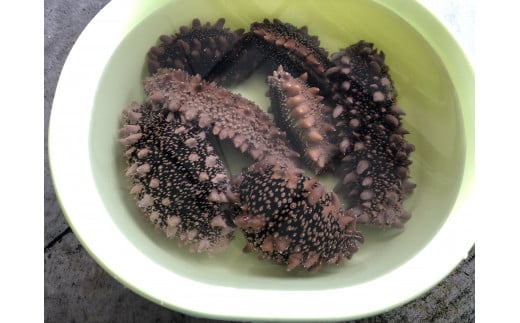 【令和8年1月より発送】活ナマコ（1kg：3個〜5個）