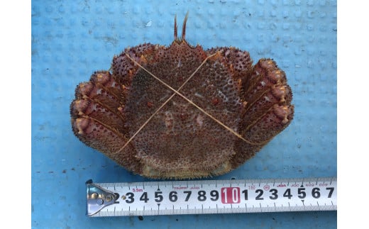 【期間限定！2026年3月〜4月発送先行予約】三陸産活毛ガニ300g相当×2杯 (2尾)【配送日指定不可】 