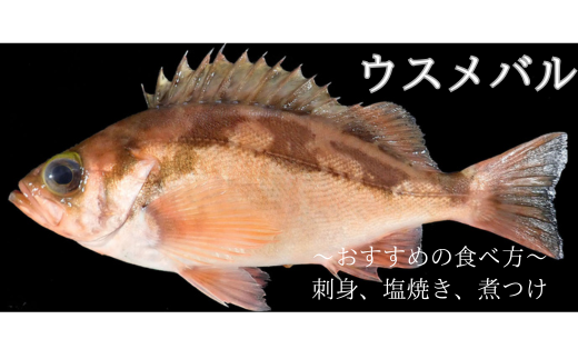 漁師直送！お任せ魚介類の詰め合わせ 1.5kg～2kg 【オリジナルクリアファイル付き】【期間限定1月～3月発送】