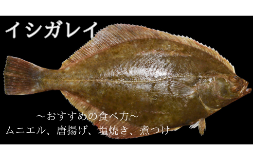 漁師直送！お任せ魚介類の詰め合わせ 1.5kg～2kg 【オリジナルクリアファイル付き】【期間限定1月～3月発送】